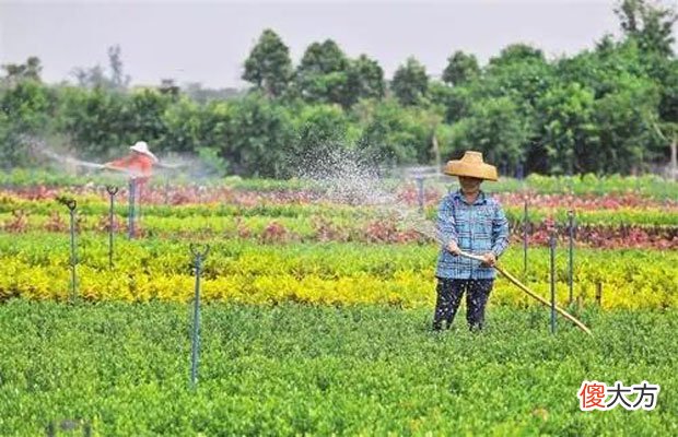 广东省苗木网，连接绿色产业与未来的桥梁