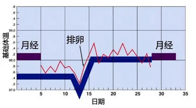 探究排卵周期，一个月排卵几次？