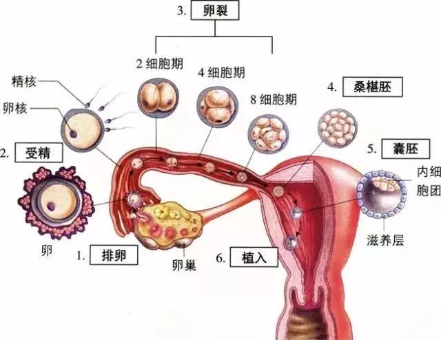 探究每个月排卵期出血现象的原因与应对之道