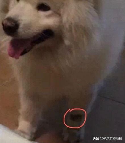 萨摩耶犬的成长印记，两个月大的照片故事